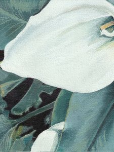 Fiore di calla bianca