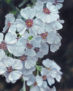 Gocce di rugiada sui fiori bianchi