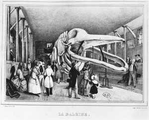 La Balena al Museo di Storia Naturale di Parigi, c.1840