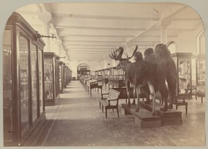 Pl. II. Piano inferiore: Mammiferi da Victor Prevost, Gaston L. Feuardent and Co., New York