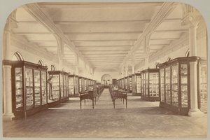 Pl. V. Piano superiore: Fossili da Victor Prevost, Gaston L. Feuardent and Co., New York