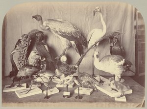 Pl. XIII. Uccelli da Victor Prevost, Gaston L. Feuardent and Co., New York
