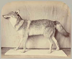 Pl. XII. Lupo europeo