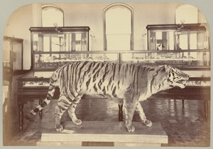 Pl. XI. Tigre del Bengala da Victor Prevost, Gaston L. Feuardent and Co., New York