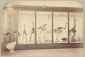 Uccelli fossili: Nuova Zelanda da Victor Prevost, Gaston L. Feuardent and Co., New York