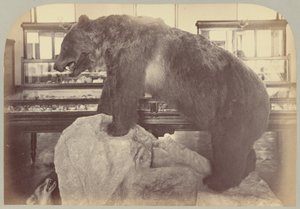 Pl. X. Orso Grizzly da Victor Prevost, Gaston L. Feuardent and Co., New York