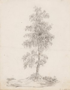 Betulla da Victoria Åberg