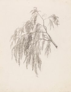 Branch