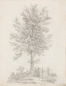Albero a foglia larga da Victoria Åberg
