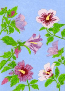 Fiori di ibisco in fiore