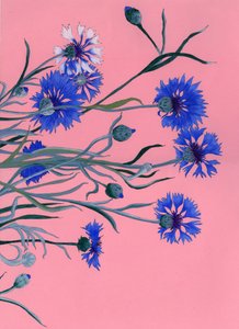 Fiordalisi blu su rosa