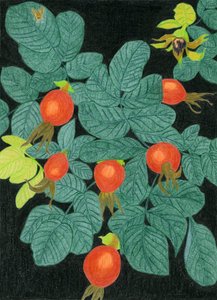 Rosa canina (frutto) da Viktoriia Saunina