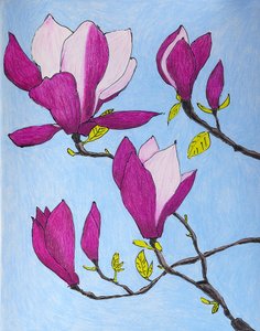 Fiori di magnolia viola