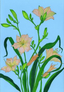 Soffici fiori color pesca