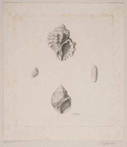 Quattro conchiglie da Vilhelm Kyhn