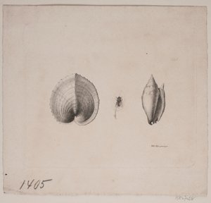 Due conchiglie e una mosca da Vilhelm Kyhn