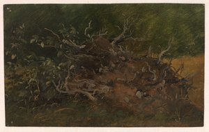 Studio di un ceppo d