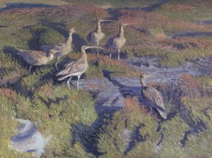 Chiurli pronti a decollare da Vilhelm Th. Fischer