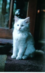 Gattino di ghiaccio, 2006