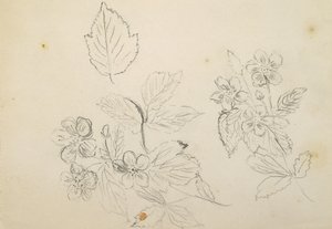 Recto: Studio di fiori, 1869-1871 da Vincent Colyer