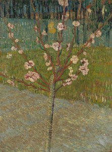 Mandorlo in fiore