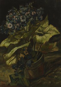 Cineraria da Vincent van Gogh