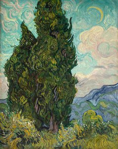 Cipressi