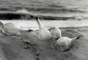 "Fiaschi sulla spiaggia" da Vincenzo Balocchi