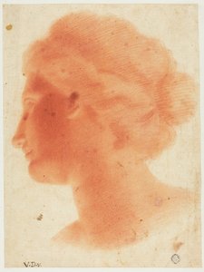 Testa di Venere de