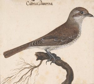 Castrica Passerina da Vincenzo Leonardi