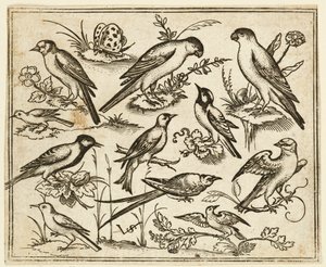 Undici uccelli seduti su macchie di fogliame fiorito e piccoli rami..., 1557 da Virgil Solis