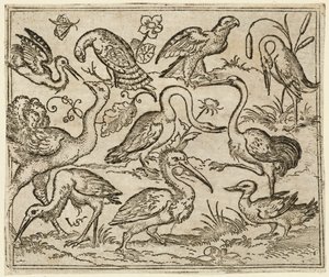 Struzzo sul lato sinistro con altri nove uccelli, tra cui un airone e un pellicano, 1557