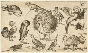 Pavone al centro circondato da altri nove uccelli, tra cui un tacchino, e una farfalla, 1572 da Virgil Solis