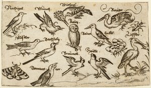 Dodici tipi di uccelli, tra cui un gufo e un pellicano, etichettati individualmente da Virgil Solis