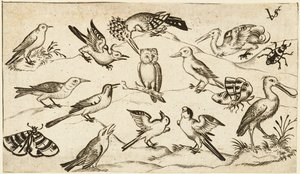 Dodici tipi di uccelli, tra cui un gufo e un pellicano, etichettati individualmente e posizionati...