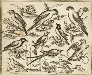 Undici uccelli su rami fioriti e piccoli rami con una farfalla, da Douce Ornament Prints Album I da Virgilius the elder (after) Solis