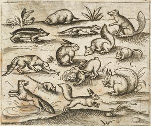 Gruppo di piccoli animali del bosco che mangiano e corrono intorno a uno stagno, tra cui topi, conigli, scoiattoli, procioni, marmotte, furetti, martore e tassi, da Douce Ornament Prints Album I da Virgilius the elder (after) Solis
