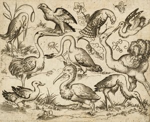 Struzzo a sinistra con altri nove uccelli, tra cui un airone e un pellicano, su un terreno minimale con macchie di fogliame, da Douce Ornament Prints Album I da Virgilius the elder (after) Solis