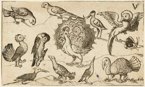 Pavone al centro circondato da altri nove uccelli, tra cui un tacchino, e una farfalla su un terreno minimale con una piccola macchia di erba, da Douce Ornament Prints Album I da Virgilius the elder (after) Solis