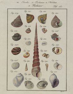 Conchiglie marine: Trochi, Turbines, Neritae Helices, da Neues Systematisches Conchylien-Cabinet da Vogel