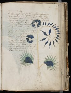 Questa pagina del manoscritto Voynich potrebbe mostrare una delle più antiche illustrazioni di una Drosera da Voynich manuscript