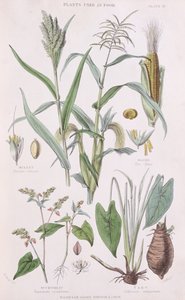 Miglio, Mais, Grano Saraceno e Taro, illustrazione da A History of the Vegetable Kingdom di William Rhind