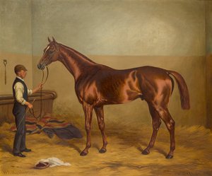 Sir Hugo a tre anni tenuto dal Groom in una stalla, c.1875-92 da W.H. Hopkins