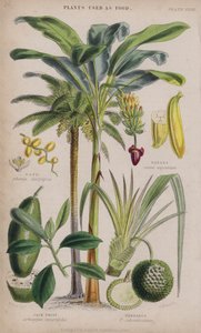 Dattero; Banana; Giaca; Pandano