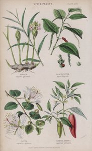 Zenzero; Pepe nero; Cappero; Peperoncino
