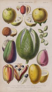 Guava; Giuggiola; Mangostano; Litchi; Pistacia; Avocado; Durio; Mela malese; Akee Frutti e noci; Mango da W. Fitch