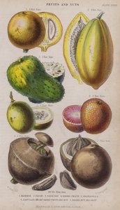Mammee; Papaya; Guanabana; Pesca nera; Granadilla; Zabucajo (coperchio sollevato) Frutta e noci; Noce del Brasile e frutta da W. Fitch