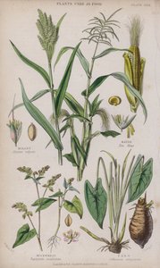Miglio; Mais; Grano Saraceno; Taro