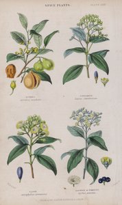 Noce Moscata; Cannella; Chiodo di Garofano; Pimento
