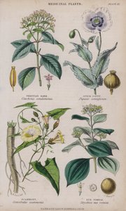 Corteccia Peruviana; Papavero da Oppio; Scammonio; Noce Vomica da W. Fitch